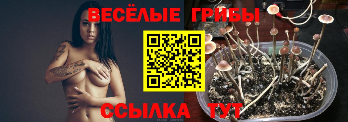 Горно-Алтайск  Псилоцибиновые грибы ЛСД  Вход с VPN  Галлюциногенные грибы ЛСД 